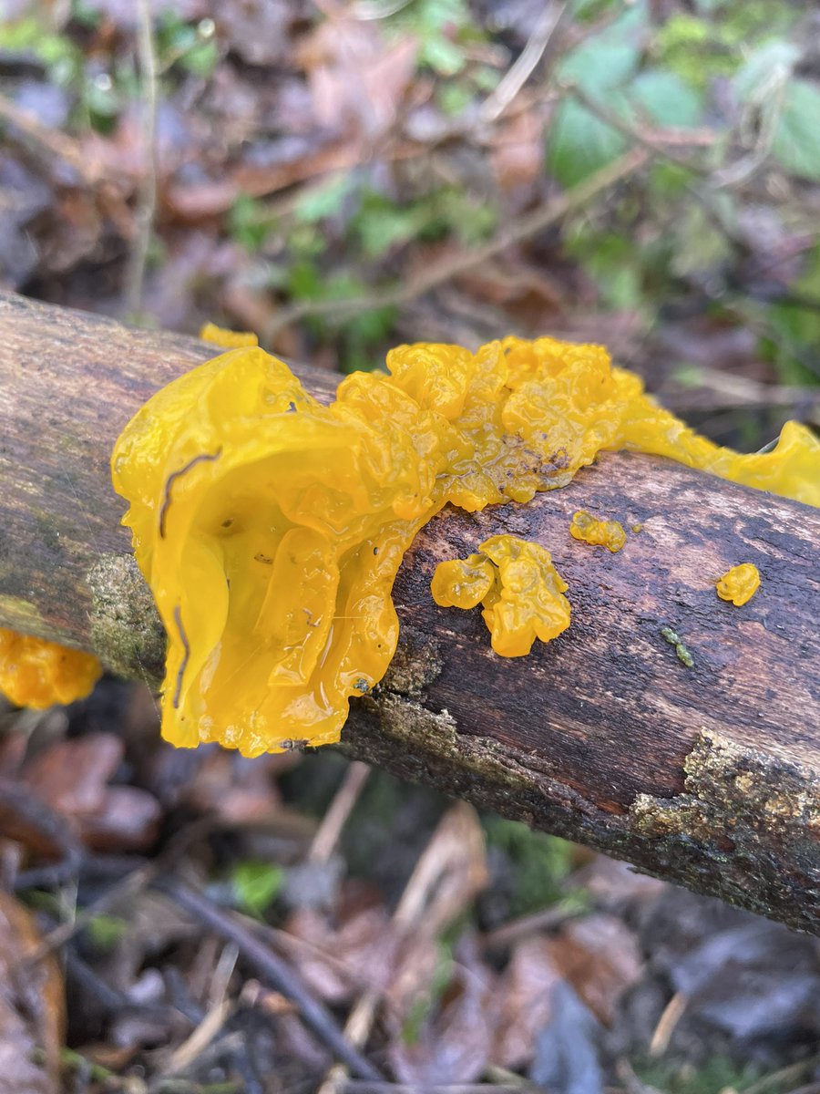 @ukfungusday Well we completely missed out on #fungifriday last week which we had every intention of posting but we totally missed that boat so you’ll have to do with a #mycologymonday instead so here is our contribution…a popping yellow brain from our local woods