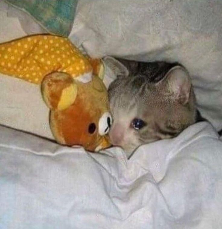 hauzy_'s tweet image. ESTUDEI POR 1H e descobri que matemática básica, não tem nada de básica