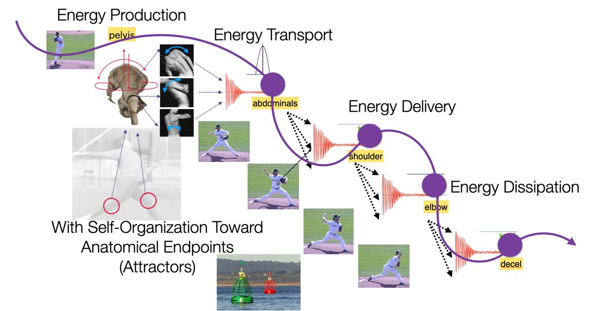 Randy Sullivan MPT, CSCS (@randysullivanpt) on Twitter photo š§µ Been thinking and writing about this a lot lately.
Pitchers' movements self-organize in a variety ways toward key anatomical end points or attractors (I call them navigational beacons). (pc <a href="/fboschsystems/">Frans Bosch Systems</a>) š§µ Been thinking and writing about this a lot lately.
Pitchers' movements self-organize in a variety ways toward key anatomical end points or attractors (I call them navigational beacons). (pc <a href="/fboschsystems/">Frans Bosch Systems</a>)
