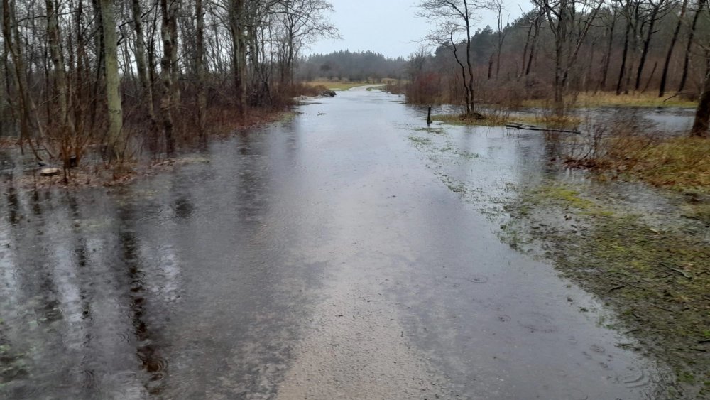 In het bos bij Castricum of Egmond even van het pad afdwalen om een grote regenplas te vermijden? Dat kun je beter laten. Wie betrapt wordt, riskeert namelijk een fikse <a href="/PWNwaternatuur/">PWN</a> boete. Twee hardlopers vertellen: nhnieuws.nl/nieuws/332232/…