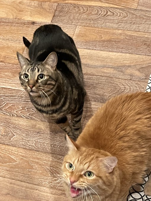 POV wet food https://t.co/KYNvfmYCpE