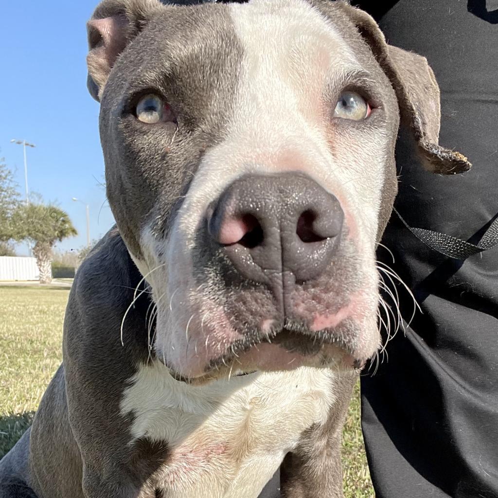 Introducing Finn, a tender-hearted shelter dog awaiting your embrace at Palm Valley's Laurie P. Andrews Center! ❣️ Finn's gentle nature shines through as he seeks comfort and companionship. Meet Finn today and help him blossom into his full, joyful self! 🐶 #PetOfTheWeek