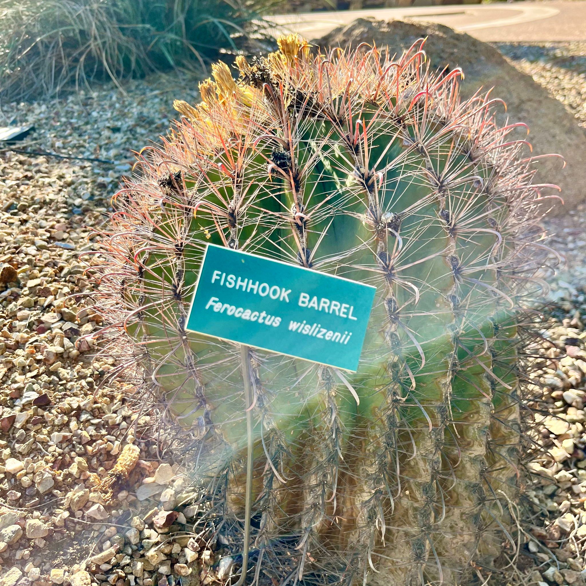 Water-Use It Wisely on X: The Fishhook Barrel Cactus is a great choice to  xeriscape with, as it is a low water use plant, and tolerate the heat and  cold very well!