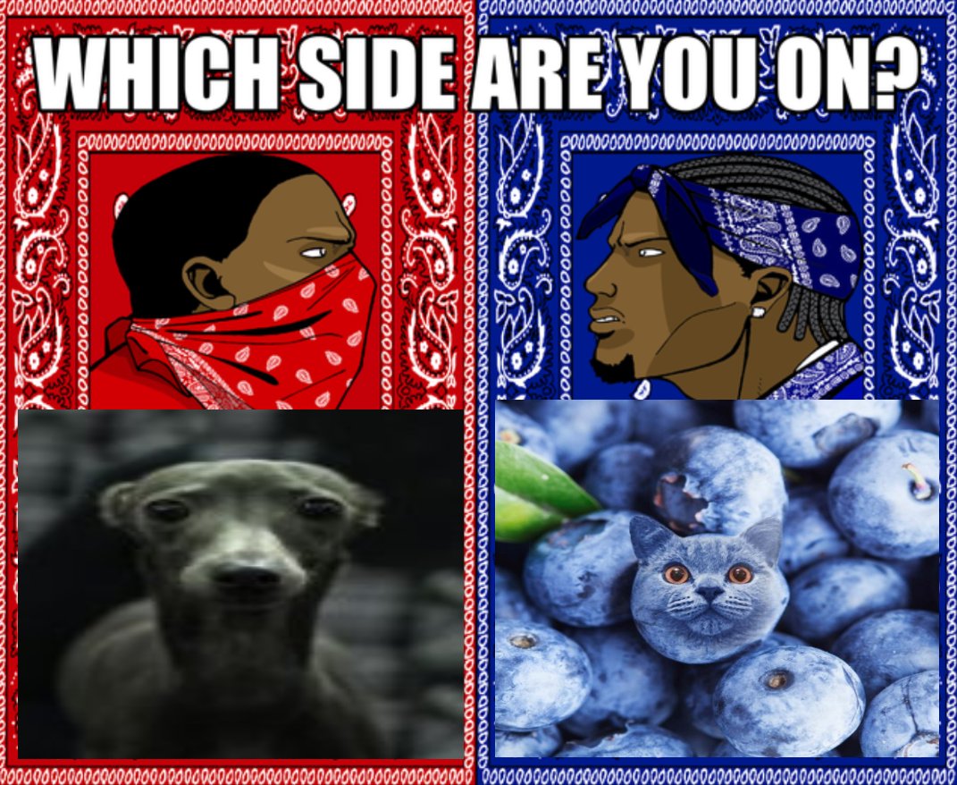 ninjkat1's tweet photo. are you #DOUGGANG or #BlueberryCatBros? https://t.co/NWomDzXyji