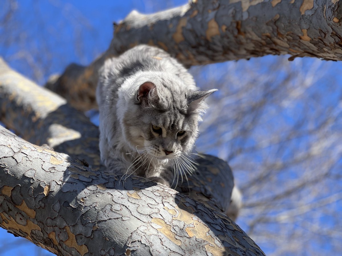 I'm not a bobcat, but I think I am.