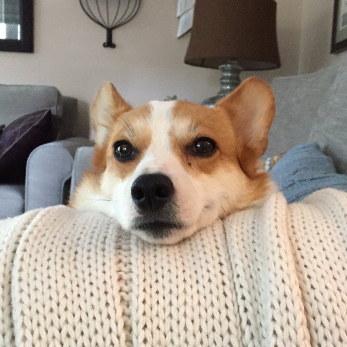 Dogs bring so much into our lives that I sometimes wonder how we can ever repay them. Clementine was like a gift. Here is her story: lindaksienkiewicz.com/queen-clementi…
#dogsoftwitter #dogstory #corgi #mondayblogs