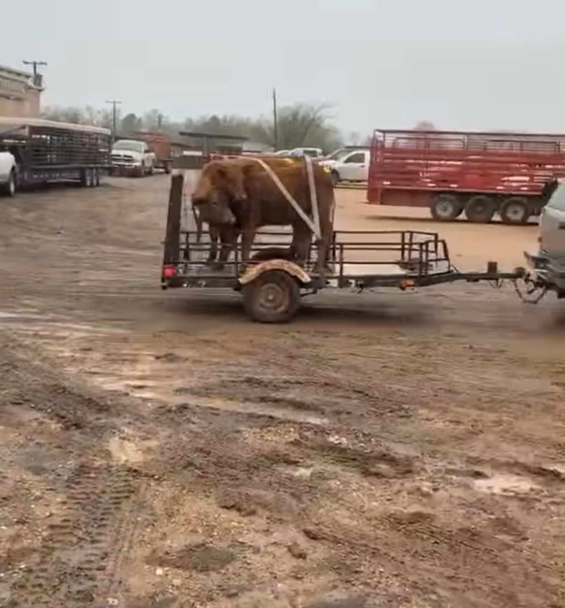 No stock trailer? No problem we got rachet straps. 😂