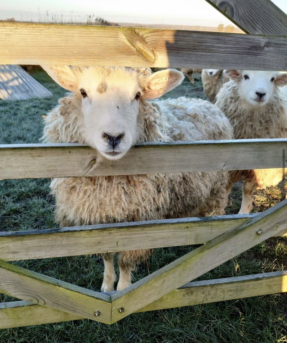 Why choose wool? 🐑 

• It’s sustainable 🍃 
• It’s bio-degradable 🌍 
• It’s entirely natural 🍂  
• It doesn’t add to the issues of landfill, unlike plastics or synthetics✖️

We use the wool from our own sheep - making every purchase you make with us a sustainable one 🐑