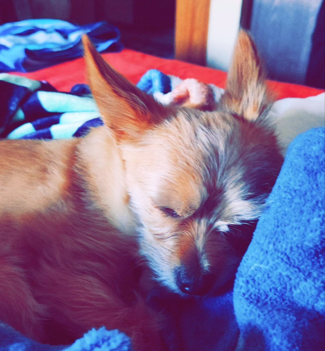 LibbyLibby78's tweet photo. Today is a good day for relaxing! Spyro and I are enjoying our time together. 

We are each other's companions. I honestly think I am his emotional support human more than he's my emotional support pup!

Either way, our bond and love is unconditional! 
#Spyrothepup🐶 #loveeternal https://t.co/Qv9CFyKBUS