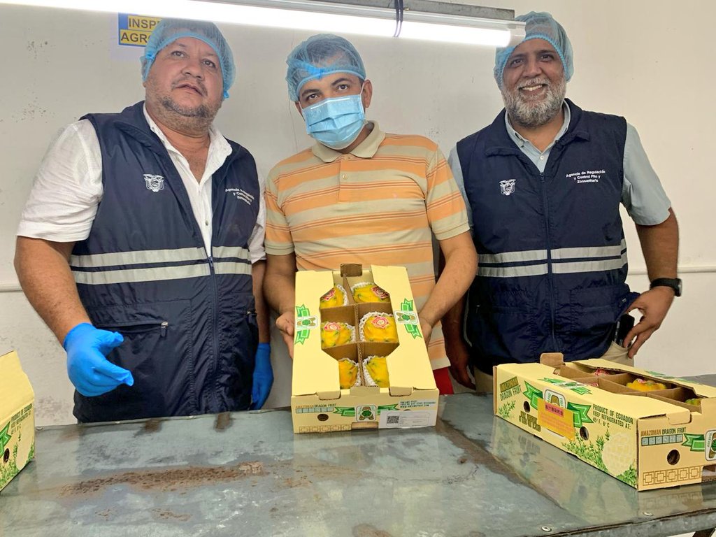 AgrocalidadZ5's tweet photo. #LosRíos | Realizamos inspección de 1 750 Kg. de pitahaya amarilla con destino a la República Popular de China 🇨🇳, con el objetivo de verificar su condición fitosanitaria y cumplir con el plan de trabajo para su exportación; en el cantón Quevedo. #ExportamosCalidad https://t.co/mA3TZj1wyL