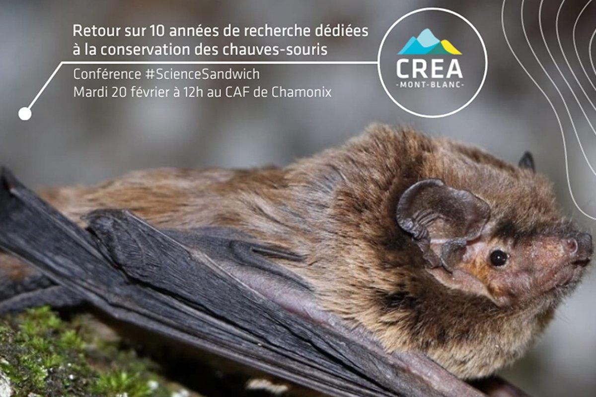 Hi everyone! Tomorrow at noon (French time, UTC +1), I will give a brief overview of my research on bats. You can follow it on youtube: blog.creamontblanc.org/?p=5396 (it will be in 🇫🇷 with slides in 🇬🇧)