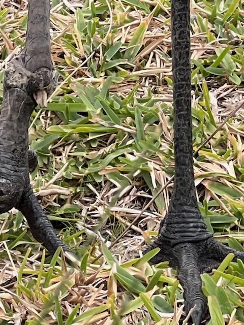 lealeanna's tweet photo. #SandhillCrane ❤️ #FLLife #ProtectOurSeabirds  🌍🦩
#OldestLivingBirdOnEarth
#PrettyBird #DaveTim 🇲🇽 
@DMBMexico ❤️💜💙#dMb @davetimmexico #dMbFam
https://t.co/0rHNN6bl3I https://t.co/EksHJ5db6G