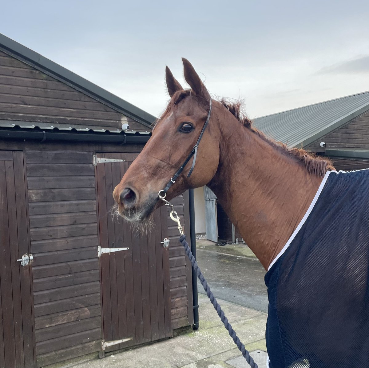 Today’s hero - Up Helly Aa King finishing a brave 2nd in deep ground @carlisleracecourse beaten less than 2l at the end of 3 miles giving the winner 6 years and 7 pounds. #legend