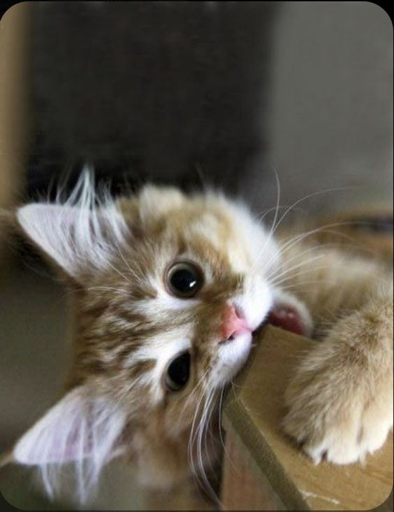 cat with confusing auras (@allcatsauras) on Twitter photo 