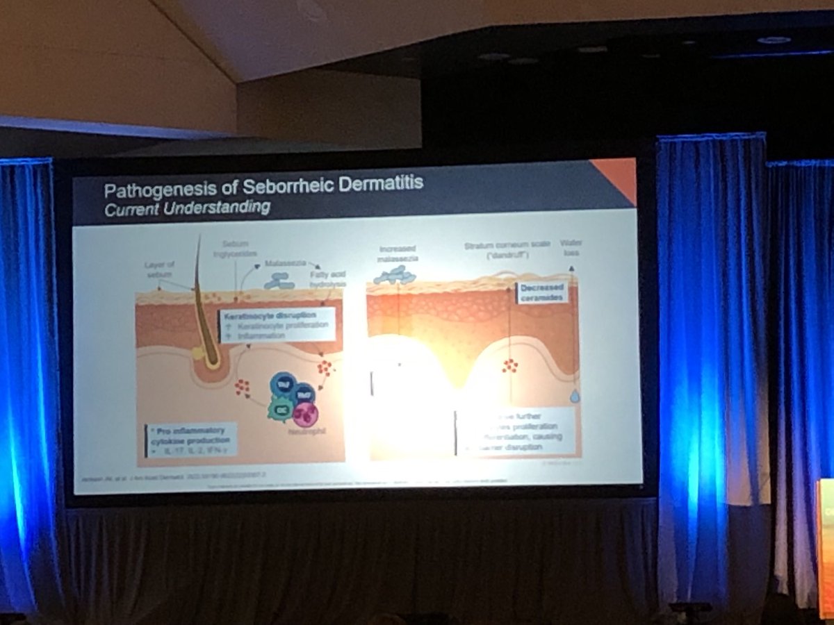 Pathophysiology of seb derm #HawaiiDerm24