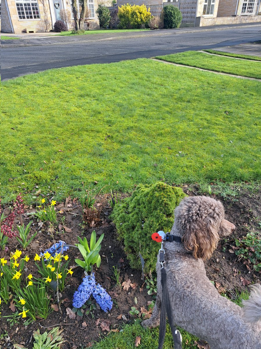 yorkshirejune's tweet photo. Beautiful spring day for @Hearingdogpuppy Pasha's daily walk .He has now walked 51 miles as part of his @HearingDogs #28challenge . The blossom was stunning near the @riverfossYork
@HearingDogs
@HearingDogsYork
@VolTeamHDogs https://t.co/aSJvVLnMrl