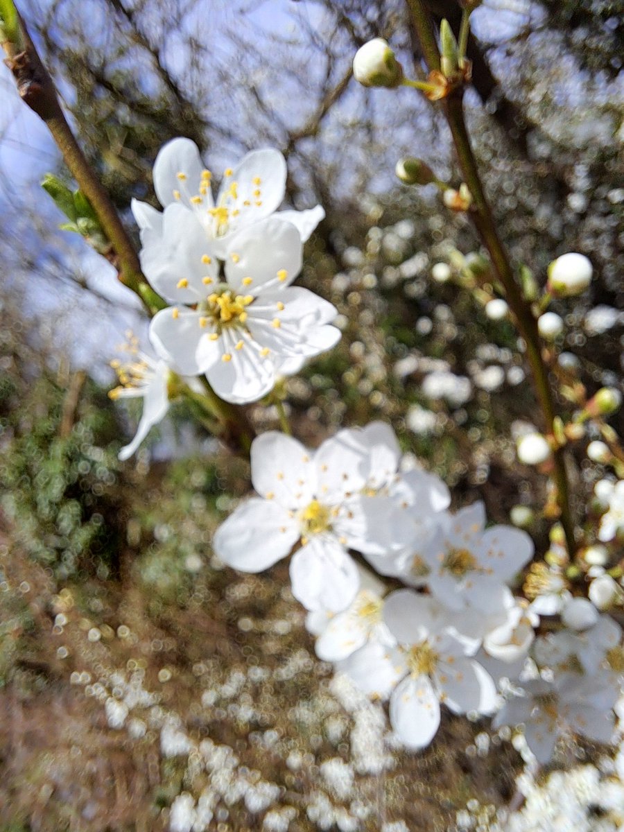 yorkshirejune's tweet photo. Beautiful spring day for @Hearingdogpuppy Pasha's daily walk .He has now walked 51 miles as part of his @HearingDogs #28challenge . The blossom was stunning near the @riverfossYork
@HearingDogs
@HearingDogsYork
@VolTeamHDogs https://t.co/aSJvVLnMrl