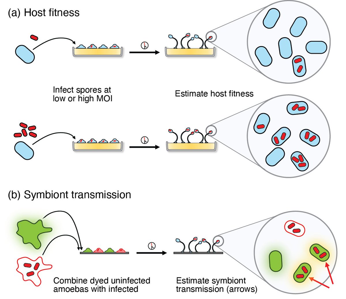 Social amoebas prey on bacteria but individuals can also host bacterial symbionts. What contributes to patterns of facultative symbionts & what happens when hosts enter the social life cycle stage? doi.org/10.1093/evlett… Now in @EvolLetters by @SuegeneNoh, @Halobacterium, et al