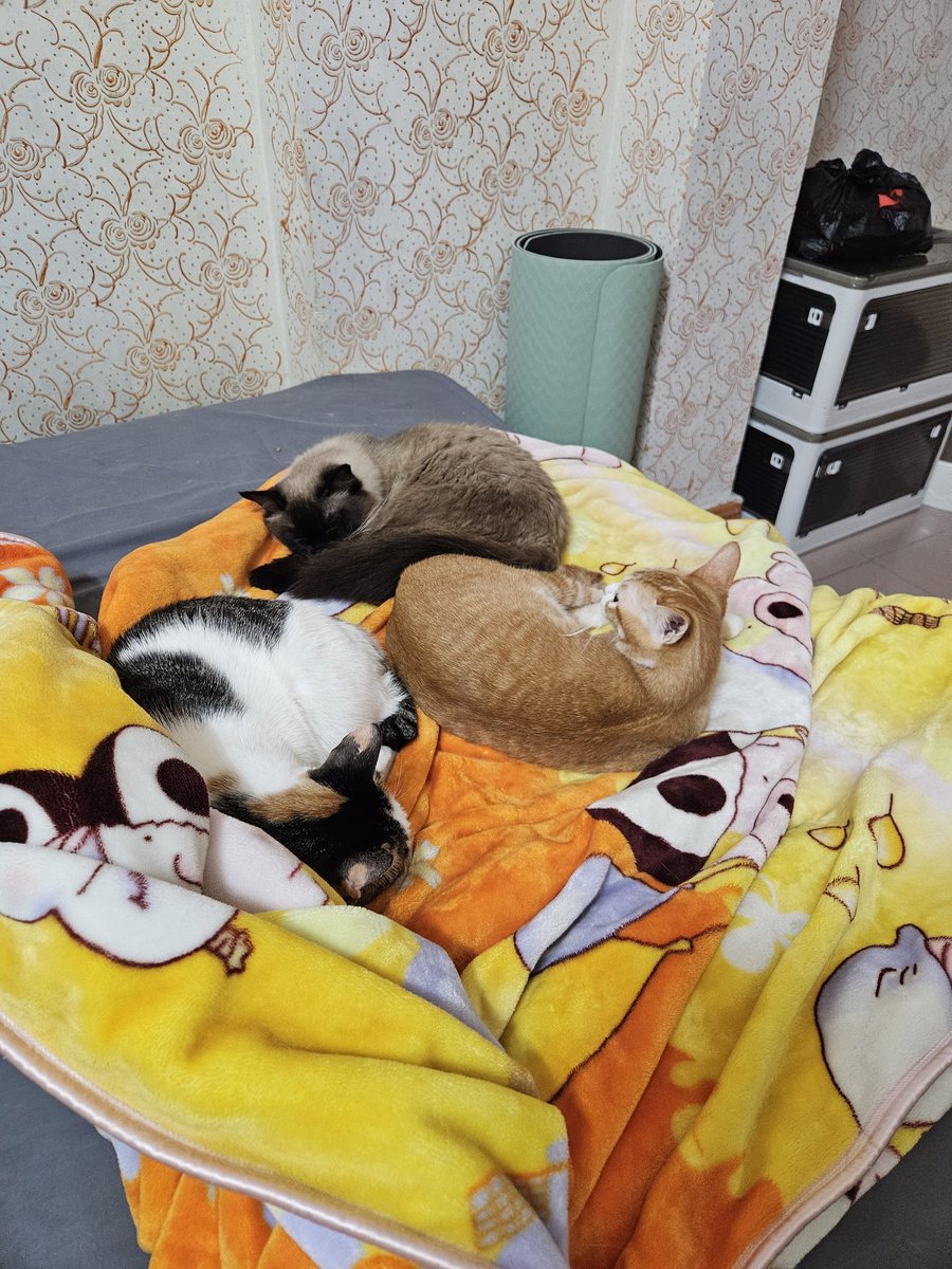 mxqaq13579's tweet photo. 现在是猫猫时间 https://t.co/uyeOmqXuW9