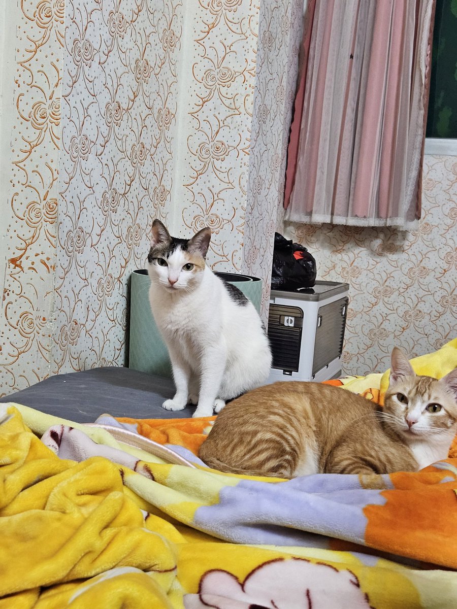 mxqaq13579's tweet photo. 现在是猫猫时间 https://t.co/uyeOmqXuW9