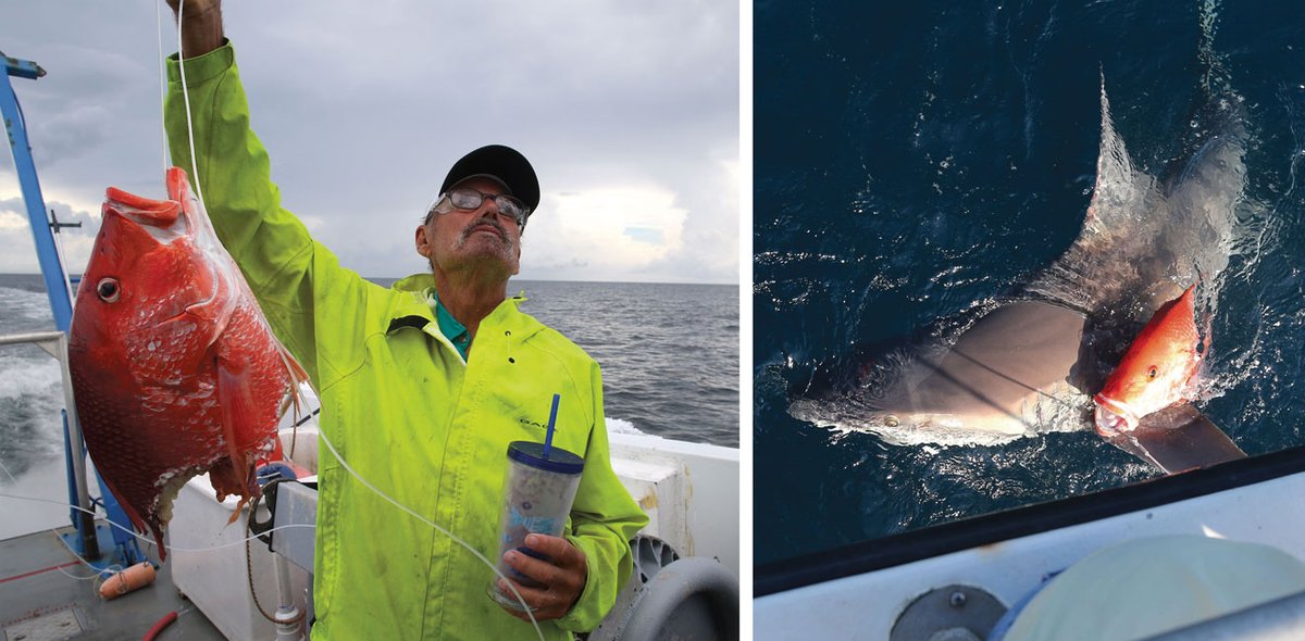 American Scientist tweet media