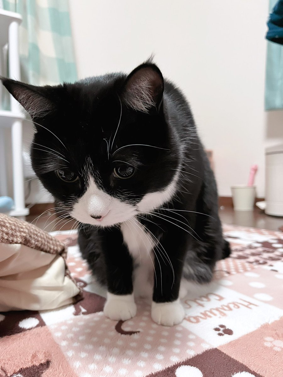 おはにゃん😻💖