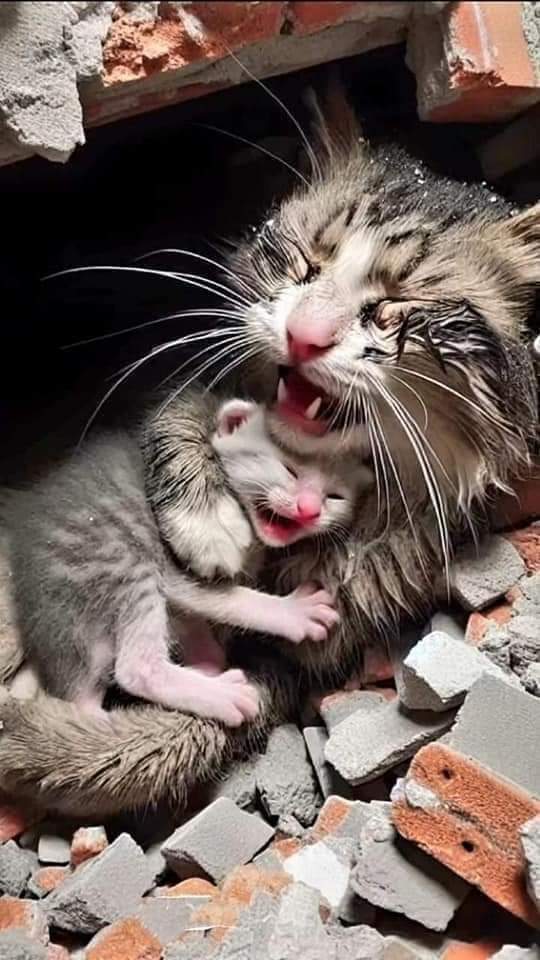 ما سلم منهم أحد 💔
كان نفسي يطلع فوتو شوب
لكن  للاسف طلعت الصورةحقيقة من غـ..  ـزه 😓..
#غزة_تحت_القصف #غزه_تموت_جوعاً #غزه_تقاوم