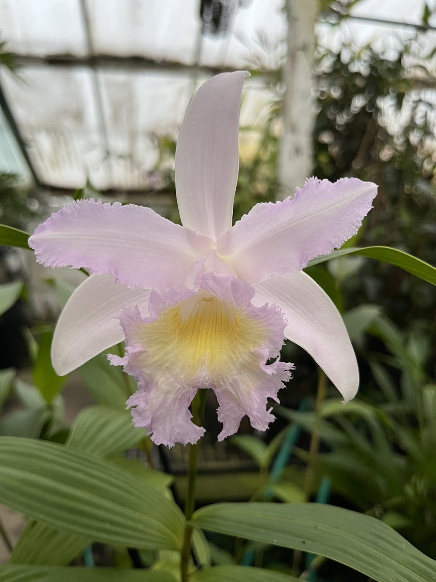 A cute very fragrant Sobralia