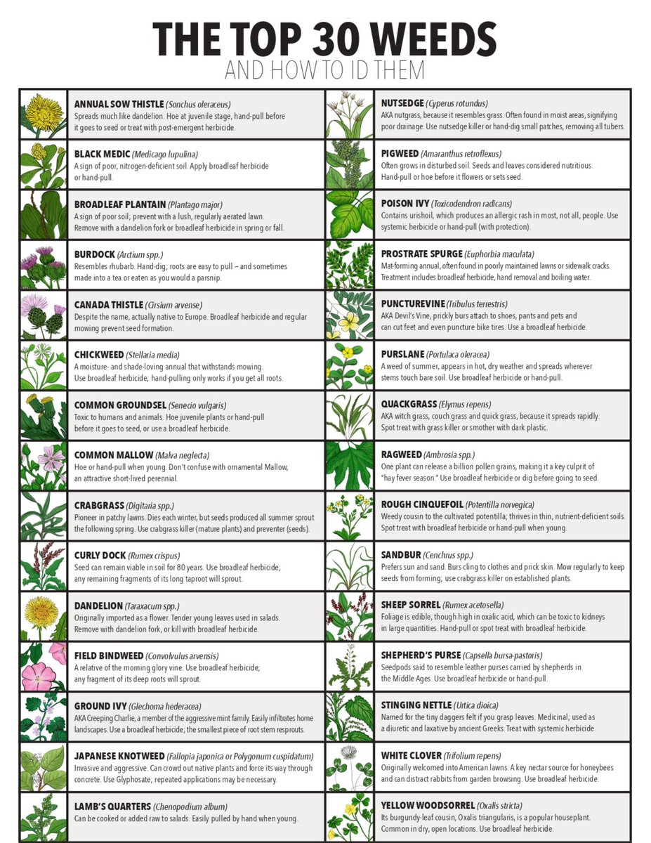 Some weeds emerge in spring or summer, develop and produce seed during the summer, and die when the first frost hits. For summer weeds, apply a pre-emergent herbicide once the ground temperature has been 55 degrees for four to five days straight.