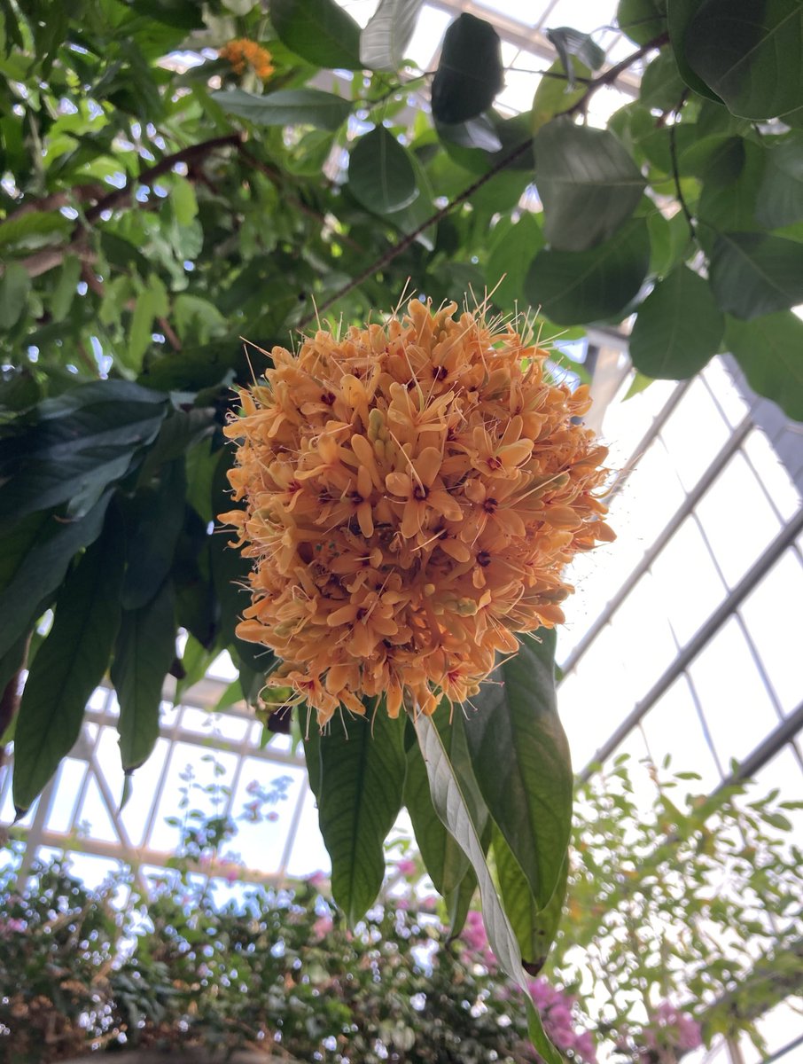 murasaki_hana_'s tweet photo. おはようございます😊🌿
無憂樹 (むゆうじゅ)
憂いや
悲しみのない
阿輸迦の木(あしょかのき)😌🙏
時には一度心を
真っ白(タブラ・ラサ)にし🗒️
やがて😳
困難を克服する
力がうまれて🙃🌴
皆様が今日も笑顔たくさんの
素敵な一日になりますように...
#SorrowlessTree #AsokaTree
#SaracaAsoca https://t.co/v9uA0JReFr