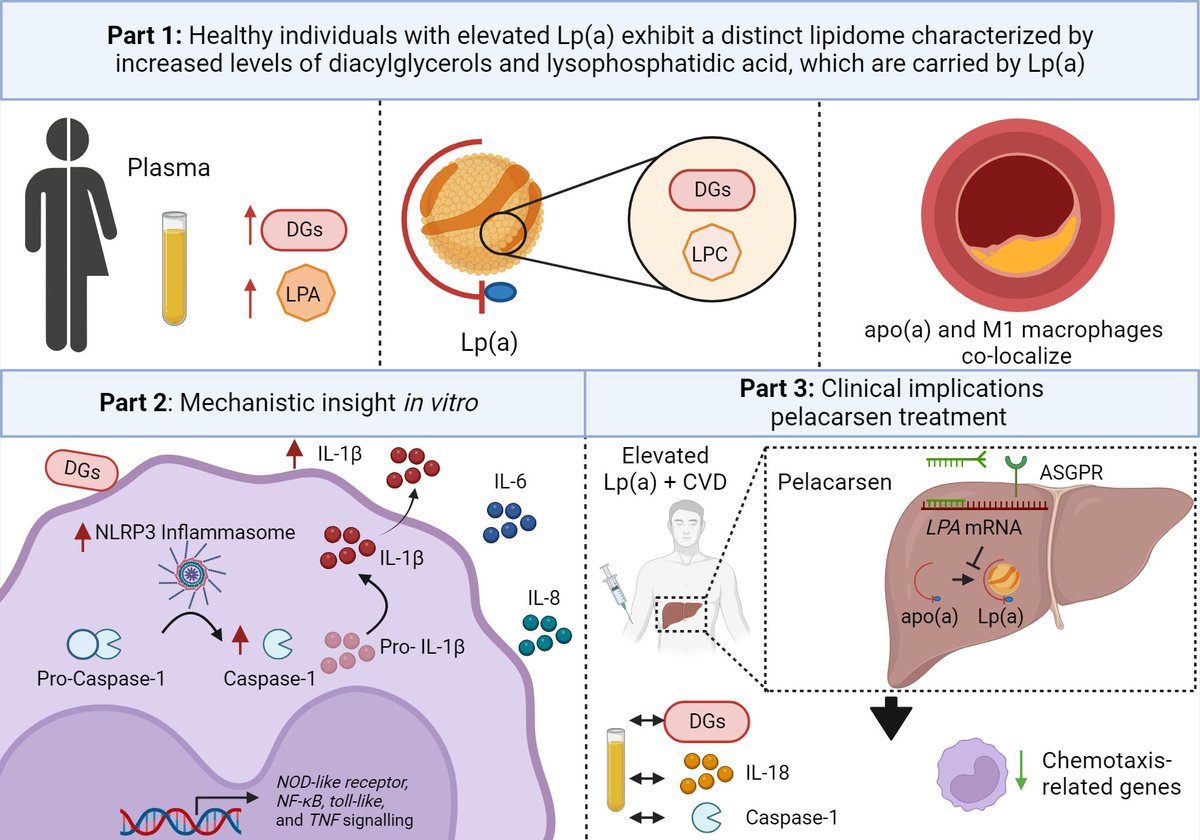 ATVB: An AHA Journal (@atvbahajournals) on Twitter photo What do you know about #Lpa? Discover the ground-breaking insights into #Lpa's complex atherogenicity in the latest study led by <a href="/DzoboKim/">Kim Dzobo, PhD</a> from the <a href="/KroonLab/">Vascular Metabolism and Inflammation Lab</a>, unveiling the significant impact of #Lpa-associated diacylglycerols and lysophosphat... @Lpa_doc
ahajrnls.org/3T35JGW What do you know about #Lpa? Discover the ground-breaking insights into #Lpa's complex atherogenicity in the latest study led by <a href="/DzoboKim/">Kim Dzobo, PhD</a> from the <a href="/KroonLab/">Vascular Metabolism and Inflammation Lab</a>, unveiling the significant impact of #Lpa-associated diacylglycerols and lysophosphat... @Lpa_doc
ahajrnls.org/3T35JGW