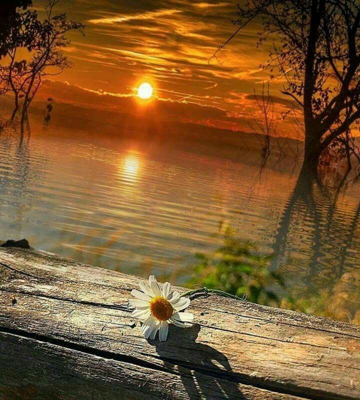 florebo quocumque ferar.

taşındığım her yerde çiçek açacağım.