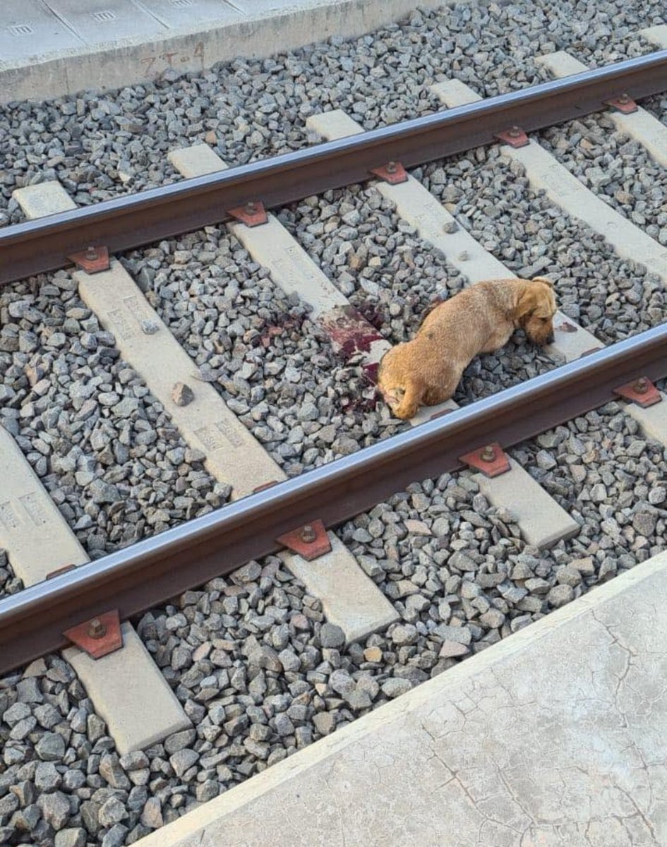 Abogado Animalista tweet media