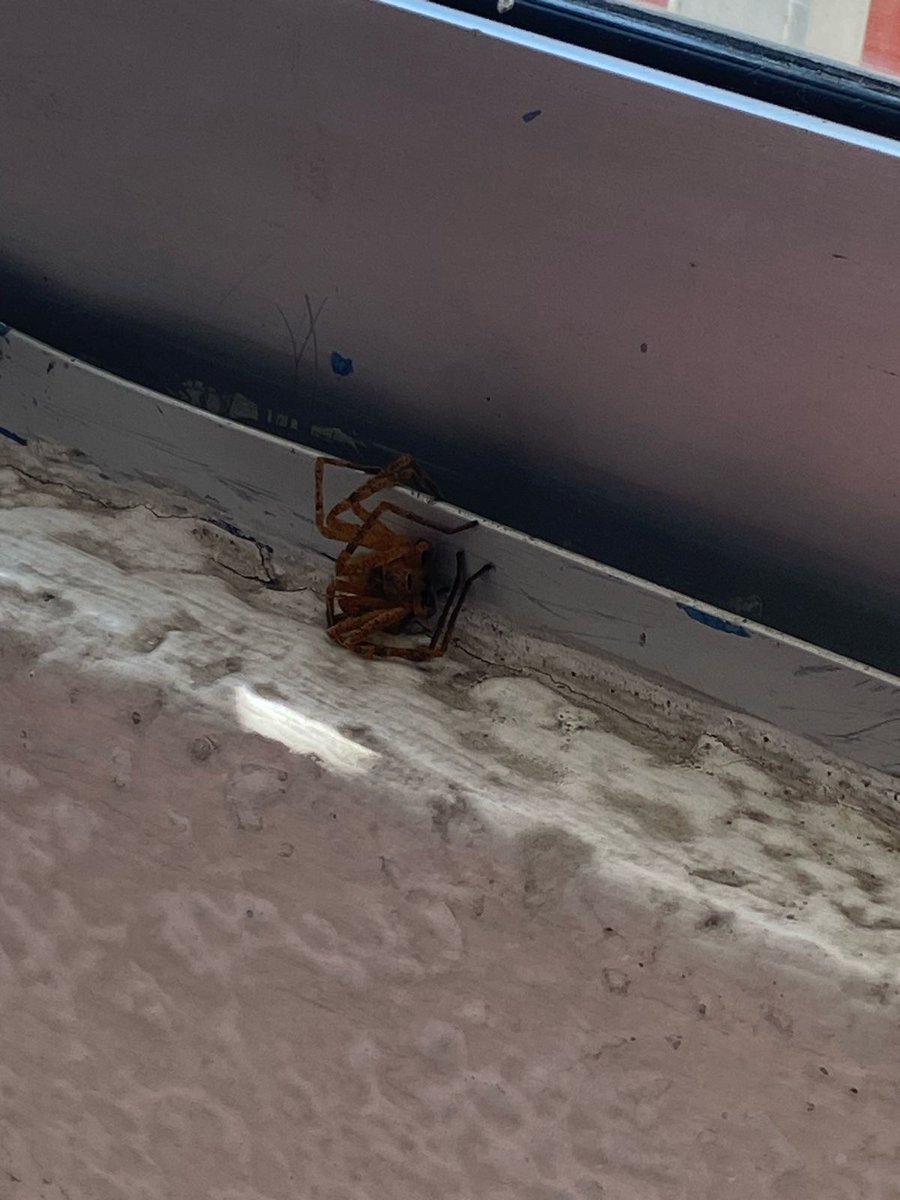 Daniel Adler tweet media