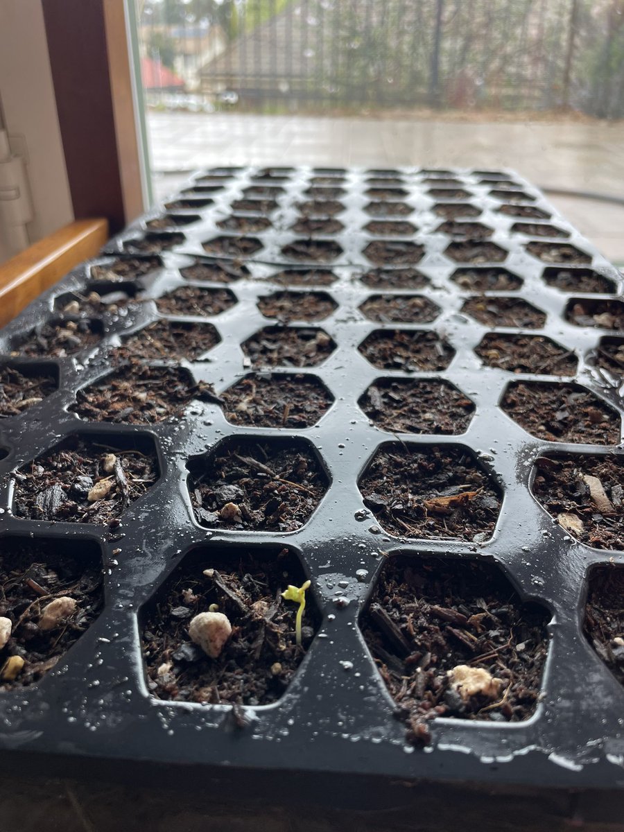 Life Lab butterfly habitat is sprouting up! Can’t wait to watch our kiddos plant some new native milkweed for our pollinators to enjoy!