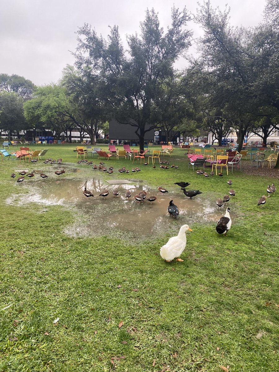 Secretaria de Patos del Tec tweet media