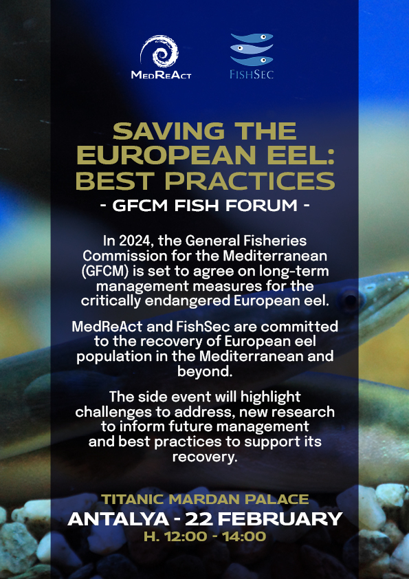 🔊COMING SOON: MedReAct and FishSec side event at #FishForum2024. 🌊Science, conservation and policy for the recovery of European eel🌊. #EelRecovery