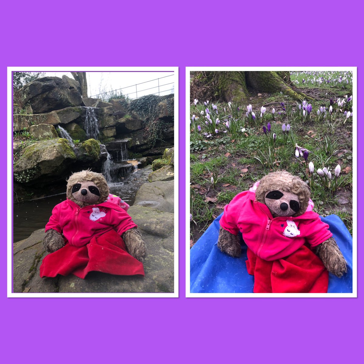 SomnoSloth's tweet photo. Waterfalls and crocus on the first walk of the week https://t.co/H0fxZmFlC2