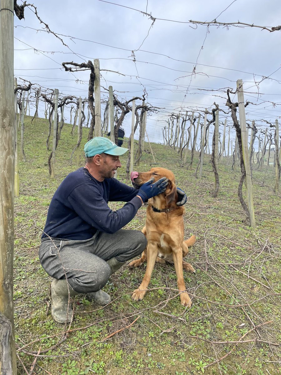 Seguimos con la poda, una tarea fundamental para la próxima cosecha de Txakoli Rezabal.
Eskerrik asko equipo!