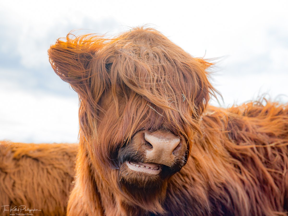Happy early #Coosday 😁🐮

#Scotland #VisitScotland #ScotlandIsCalling #TheKiltedPhoto #HighlandCow #Coo #Cow #ScottishBanner #OutandaboutScotland