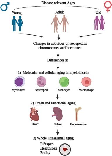 From our Special Issue on Cardio-immunology, @NagareddyL and colleagues review the impact of age and sex on #myelopoiesis and #inflammation during myocardial infarction: buff.ly/3UMkNtT @vagnozzirj @pilaralcaidephd @ELS_Cardiology @k8weeks @monikagladka