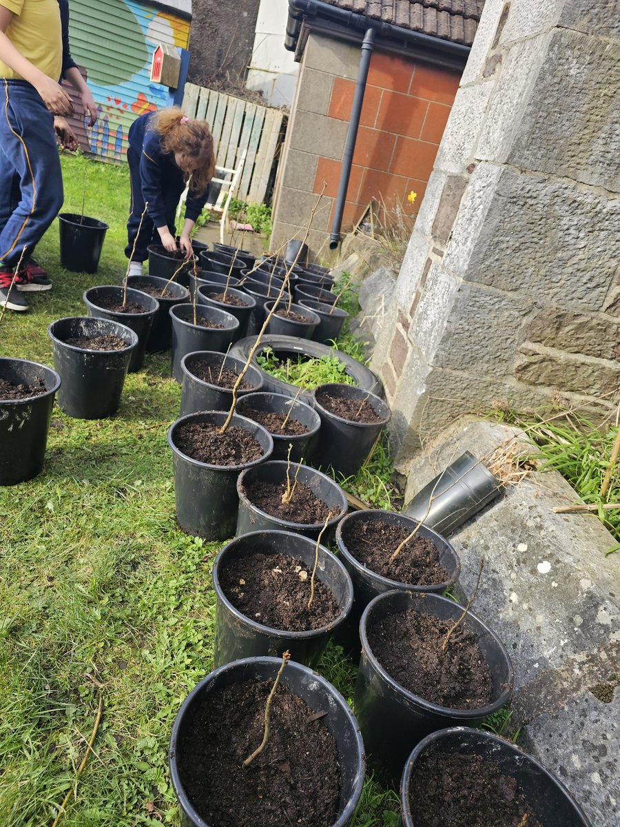 Another 70 trees potted from the Duneman box @ St.Maries of the Isle. Great work everyone. Now the 3rd class will mind them until summer holidays. We are just on time, everything is budding so early. @CorkHealthyCity @SHEP_Ireland @corkcitycouncil @RosemarieMcDo17 @hazelahurley