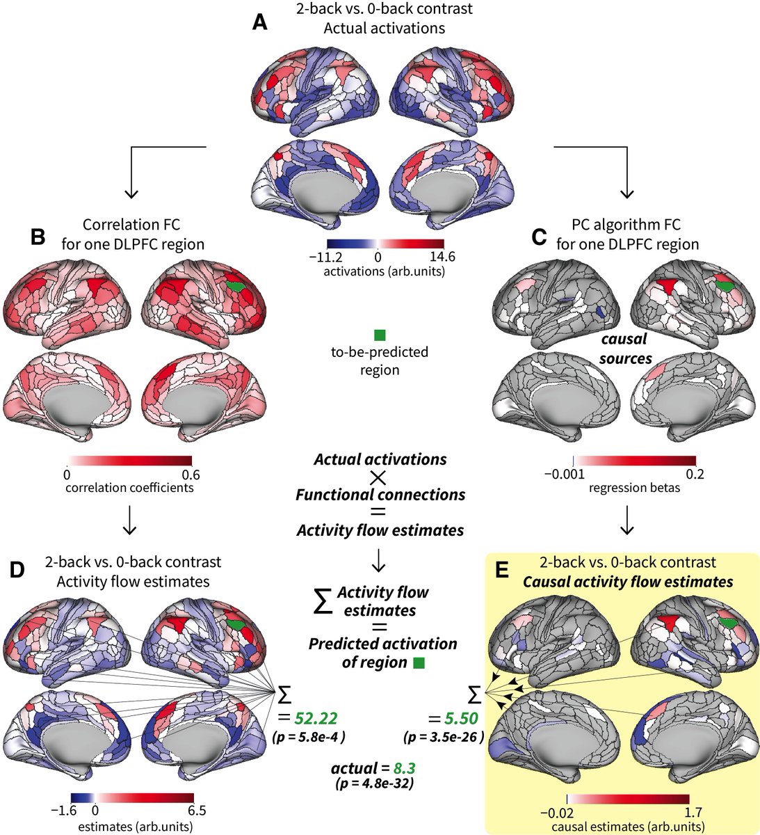 Lab’s latest out at NeuroImage (submitted prior to editor changes; led by @rubensaro): “Causally informed activity flow models provide mechanistic insight into network-generated cognitive activations” w/ <a href="/taku_ito1/">Taku Ito</a> <a href="/RaviMill/">Ravi Mill</a> <a href="/S_Jose_Hanson/">Stephen José Hanson</a> a 🧵 [1/N]