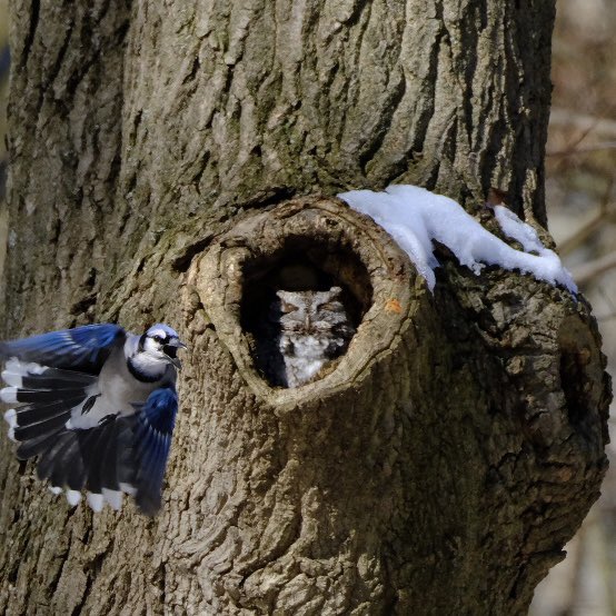 Screech owl 
#birdsofprey
#inwoodhillpark