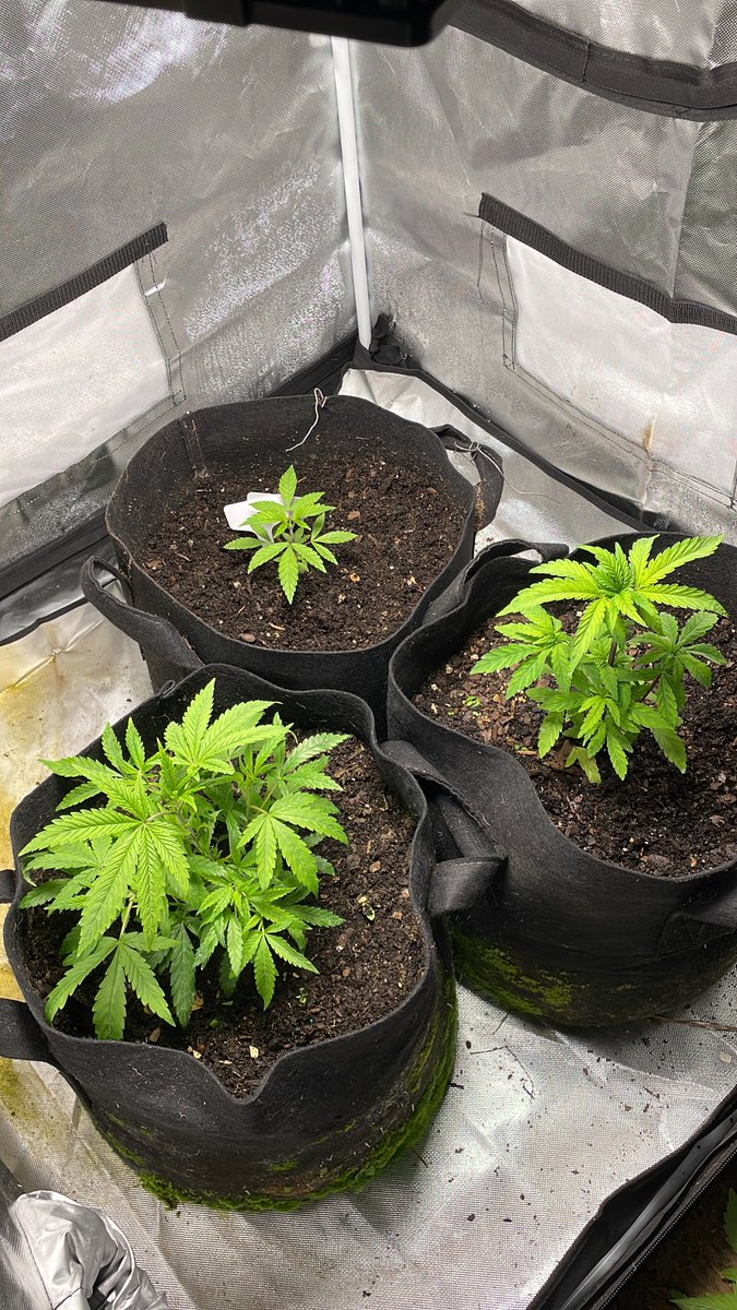 Buzz_BVER's tweet photo. After a little buzz the girls are looking fresh and ready. 🌱
#growyourown #Buzz420 https://t.co/VZwKuUFBC0
