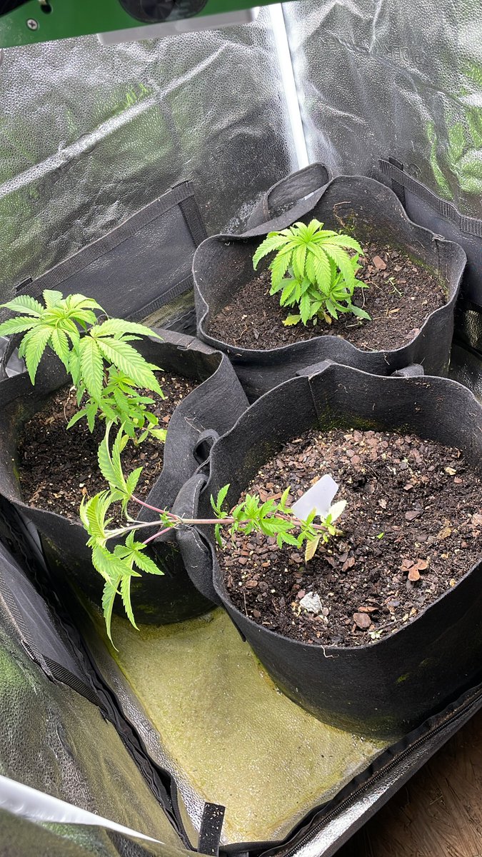 Buzz_BVER's tweet photo. After a little buzz the girls are looking fresh and ready. 🌱
#growyourown #Buzz420 https://t.co/VZwKuUFBC0