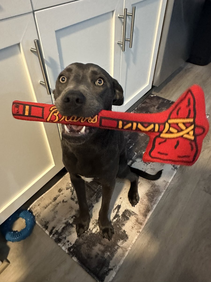 StellaBlueCoff's tweet image. Happy Mugshot Monday courtesy of Braves mega-fan and good boy - Riley ( @J_Walk_AT ). We’ll see what we can do about Blooper. (P.S. nobody show this to @BarstoolBigCat )