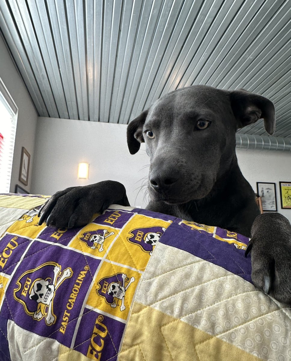 StellaBlueCoff's tweet image. Happy Mugshot Monday courtesy of Braves mega-fan and good boy - Riley ( @J_Walk_AT ). We’ll see what we can do about Blooper. (P.S. nobody show this to @BarstoolBigCat )