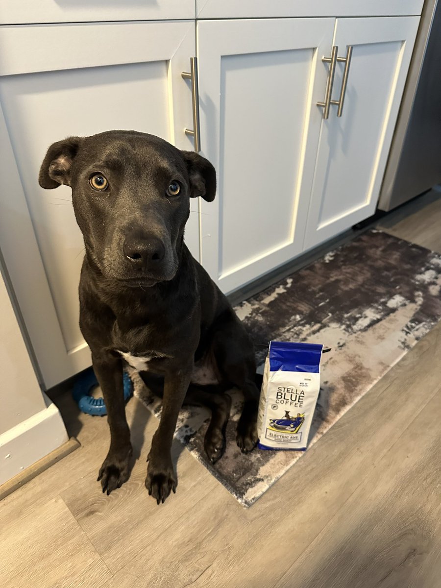 StellaBlueCoff's tweet image. Happy Mugshot Monday courtesy of Braves mega-fan and good boy - Riley ( @J_Walk_AT ). We’ll see what we can do about Blooper. (P.S. nobody show this to @BarstoolBigCat )