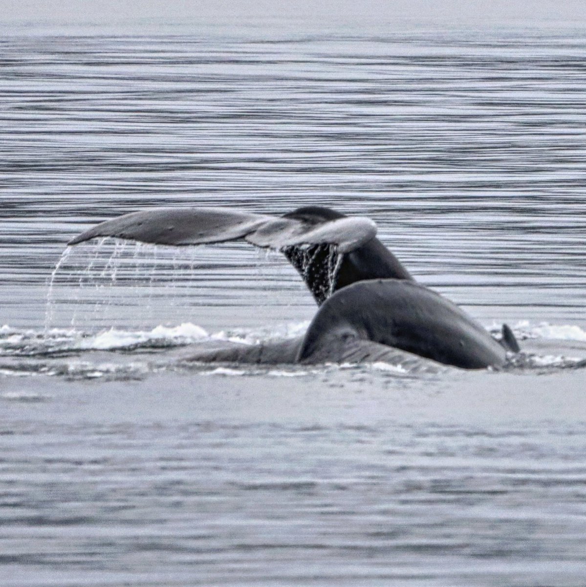 Sitka #whale #whaletail #wildlife #alaska #nature